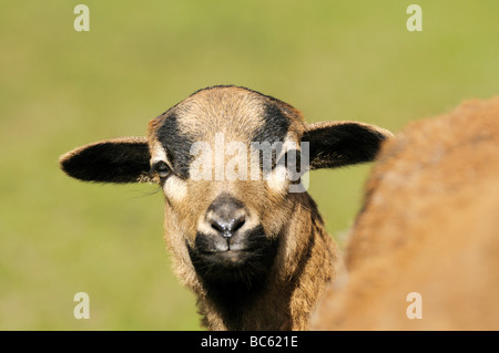 Nahaufnahme von Kamerun Schafe Lamm im Feld, Franken, Bayern, Deutschland Stockfoto