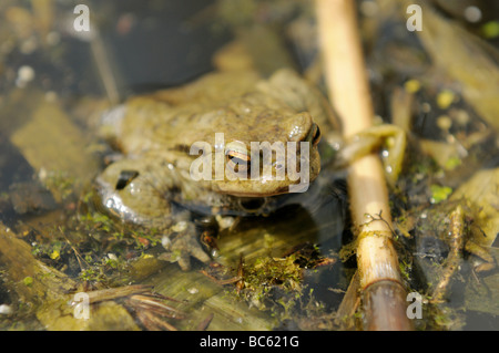 Nahaufnahme der afrikanischen gemeinsamen Kröte (Amietophrynus Gutturalis) in Wasser, Altmuehlsee, Franken, Bayern, Deutschland Stockfoto