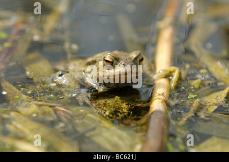 Nahaufnahme der afrikanischen gemeinsamen Kröte (Amietophrynus Gutturalis) in Wasser, Altmuehlsee, Franken, Bayern, Deutschland Stockfoto