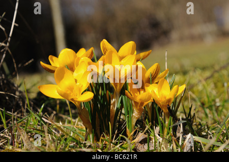Nahaufnahme der Krokusblüten blühen im Feld, Franken, Bayern, Deutschland Stockfoto