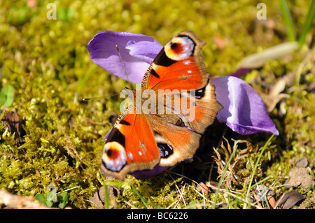 Nahaufnahme von Tagpfauenauge bestäuben Krokus Blume im Feld, Franken, Bayern, Deutschland Stockfoto