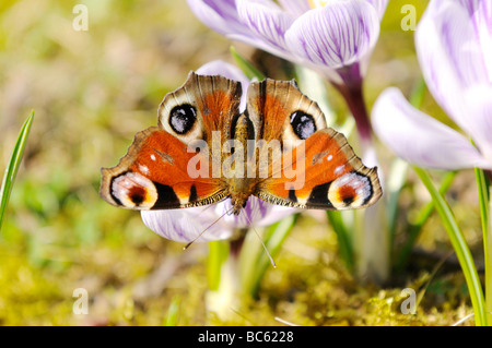 Nahaufnahme von Tagpfauenauge bestäuben Krokus Blume im Feld, Franken, Bayern, Deutschland Stockfoto