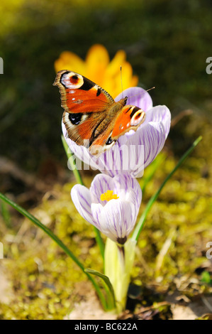 Nahaufnahme von Tagpfauenauge bestäuben Krokus Blume im Feld, Franken, Bayern, Deutschland Stockfoto