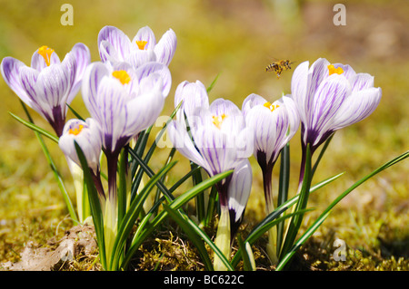 Nahaufnahme der Biene bestäuben Krokus Blume im Feld, Franken, Bayern, Deutschland Stockfoto