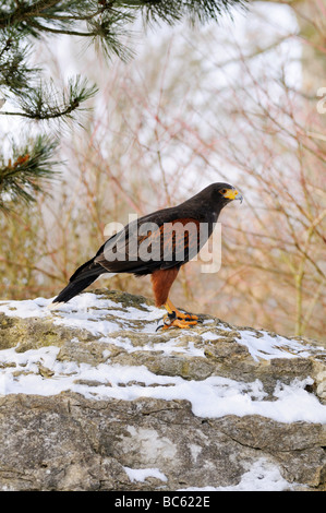 Nahaufnahme von Harris Hawk (Parabuteo Unicinctus) auf Felsen Stockfoto