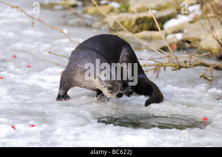 Fischotter (Lutra Lutra) auf zugefrorenen Fluss, Bayern, Deutschland Stockfoto