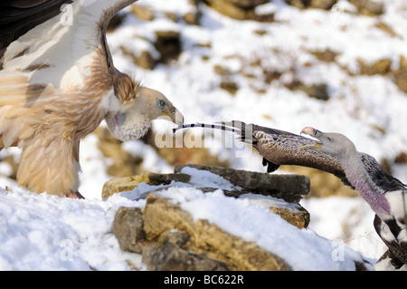 Zwei Gänsegeier (abgeschottet Fulvus) kämpfen auf schneebedeckten Felsen, Bayern, Deutschland Stockfoto