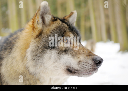 Nahaufnahme der graue Wolf (Canis Lupus) im Wald Stockfoto