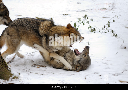 Graue Wölfe (Canis Lupus) Kämpfe im Wald Stockfoto