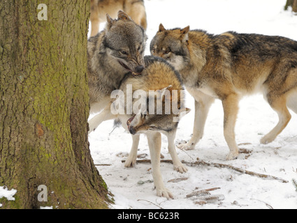 Graue Wölfe (Canis Lupus) Kämpfe im Wald Stockfoto
