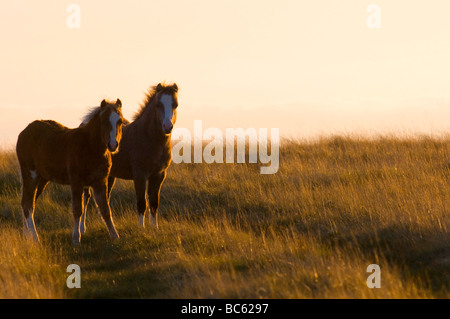 Waliser Pony, Brecon Beacons Nationalpark Mitte Wales, Powys, UK Stockfoto