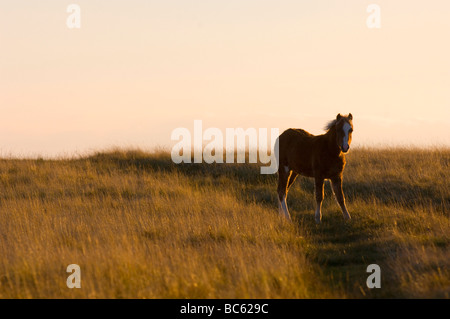 Welsh Pony, Brecon Beacons National Park, Mid Wales, Powys, Großbritannien Stockfoto