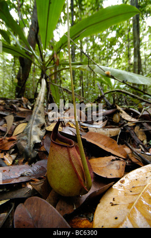 Kannenpflanze Nepenthes ampullaria Stockfoto