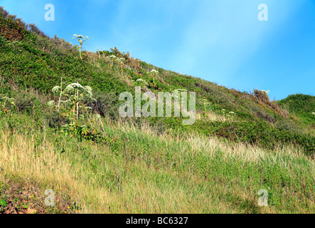 Riesen Bärenklau Heracleum Mantegazzianum wachsen auf den Klippen am Overstrand, Norfolk, Großbritannien. Stockfoto