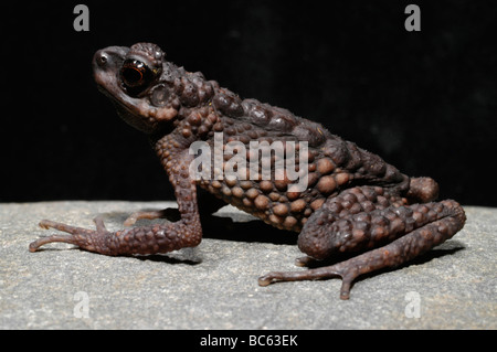 Stachelige schlanke Kröte, Ansonia spinulifer Stockfoto