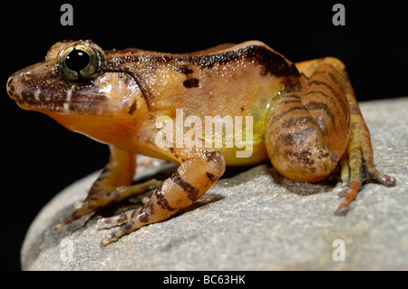 Glatte Guardian Frosch, Limnonectes palavanensis Stockfoto
