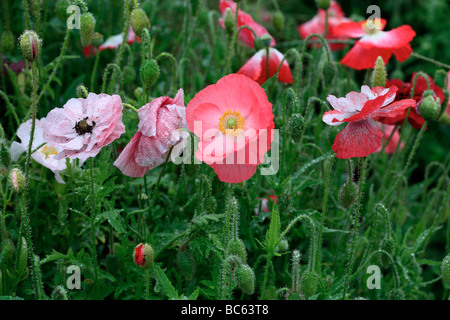 Mohn nach dem Regen Stockfoto