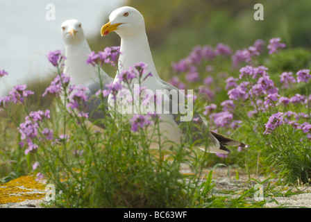 Gelb-legged Möwen (Larus Michahellis) Stockfoto