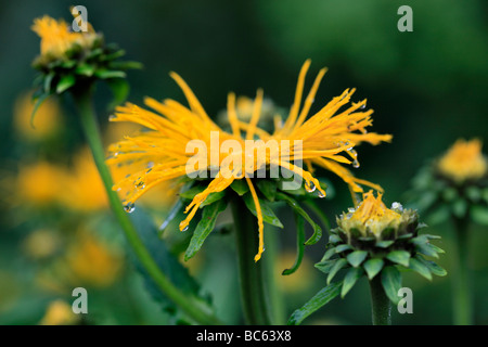 Inula Blüten bedeckt mit Regentropfen Stockfoto