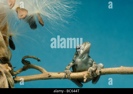 Grünen Laubfrosch balancieren auf Zweig der Wolfsmilch blickte nachdenklich in den blauen Himmel, USA Stockfoto