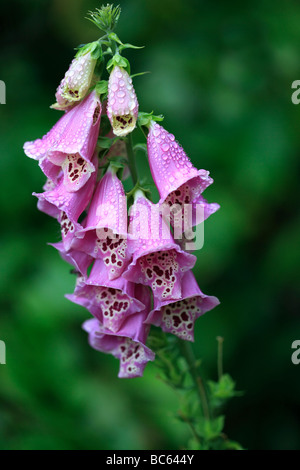 Nach dem Regen - Fingerhut Stockfoto