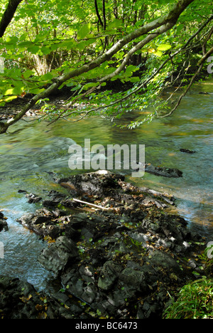 Bridford Holz auf dem Fluß Teign. Stockfoto