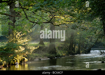 Bridford Holz auf dem Fluß Teign. Stockfoto