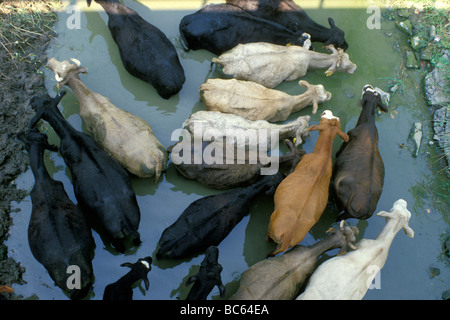Heißer Tag: Kühe gesehen von oben Abkühlung im Wasser eines Baches und der Schatten einer Brücke, Midwest USA Stockfoto