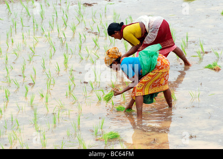 Frauen, die im Reisfeld, indien arbeiten Stockfoto