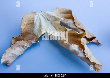 trocken-Leaf-Anzeige Stockfoto