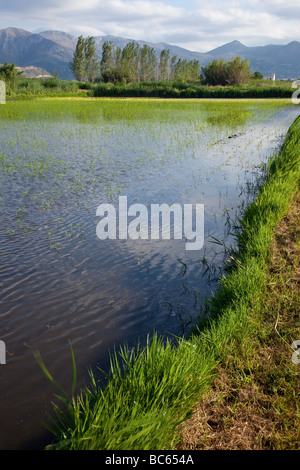 Pego-Oliva Moor Naturschutzgebiet Alicante Spanien Stockfoto