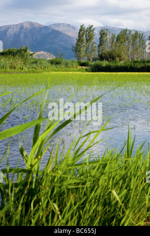 Pego-Oliva Moor Naturschutzgebiet Alicante Spanien Stockfoto