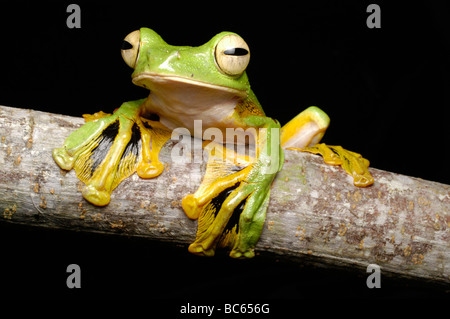 Wallaces fliegender Frosch, Rhacophorus Nigropalmatus, Clmibing auf einem Ast mit Schwimmhäuten Stockfoto