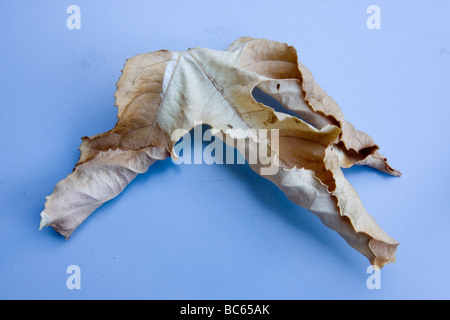 trocken-Leaf-Anzeige Stockfoto