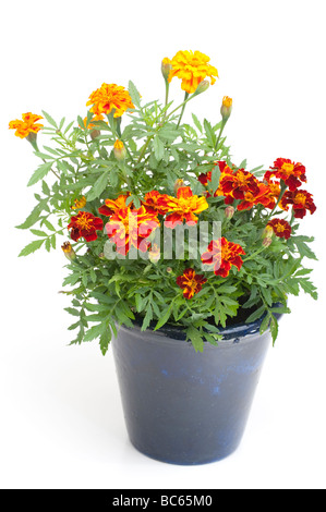 Blaue Keramik Topf voller Zwerg "Französische Ringelblumen" Stockfoto