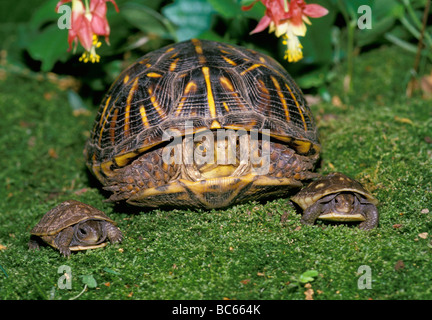 Familienfoto: Mutter verzierten Kasten-Schildkröte und zwei Babys stellen unter Akelei Blumen in Moos Stockfoto