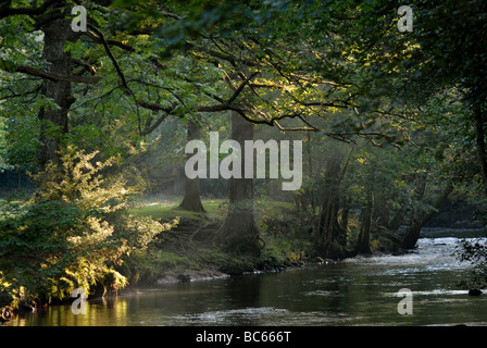 Bridford Holz auf dem Fluß Teign. Stockfoto