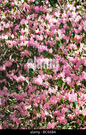 Rhododendron "Luftig Fee" Stockfoto