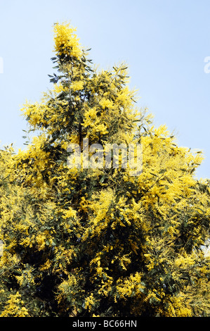 Acacia dealbata Stockfoto