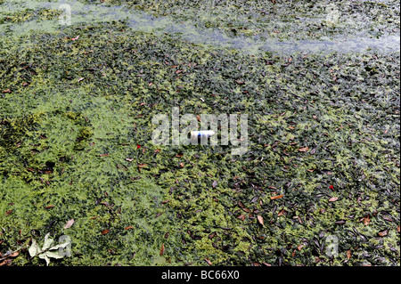 Bierdose auf stagnierende Teich schwimmen Stockfoto