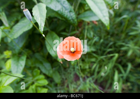 Einzelne lange Leitung Mohn (Papaver Dubium) Stiel und Blüte umgeben von anderen greenary Stockfoto