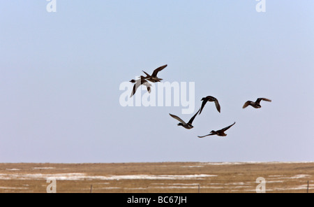 Stockente Enten im Flug Kanada Stockfoto