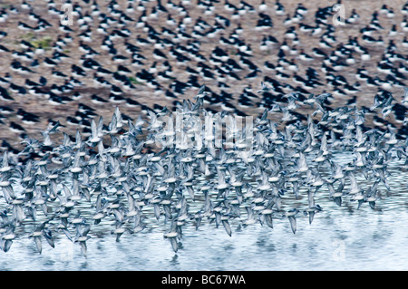 Knoten unter Flug Snettisham RSPB Reserve Stockfoto