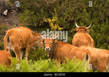 Spanisch Corriente Rinderherde in de Baixa Multifunktionsbau Nationalpark, Olelas Dorf, Nordspanien Stockfoto