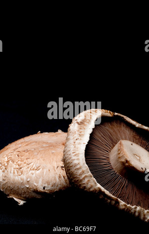 vertikale Nahaufnahme von Portabella Pilzköpfe auf schwarz Stockfoto