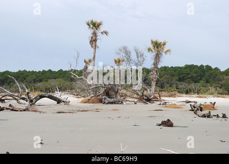 Tote Bäume durch Strand Erosion auf Jagd Island, South Carolina, USA.  Foto von Darrell Young. Stockfoto