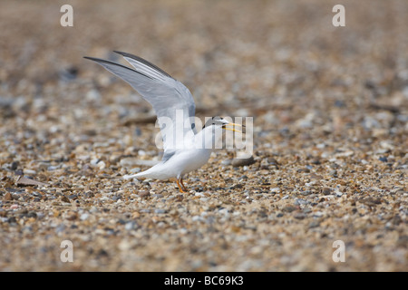 Zwergseeschwalbe Sterna albifrons Stockfoto