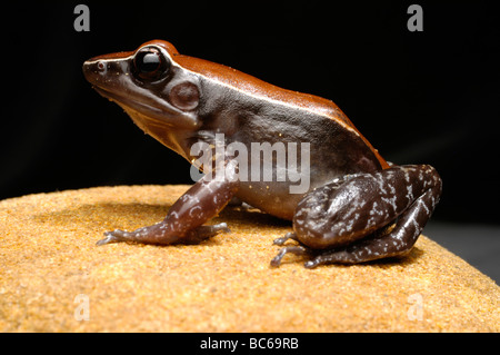 Mahagoni Frosch, Rana luctuosa Stockfoto