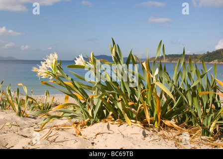 Seelilie (Pancratium Maritimum) Stockfoto