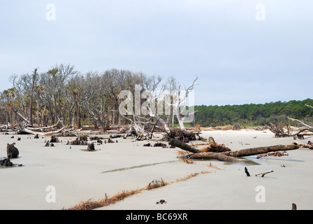 Tote Bäume durch Strand Erosion auf Jagd Island, South Carolina, USA.  Foto von Darrell Young. Stockfoto